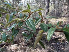 Pomaderris prunifolia