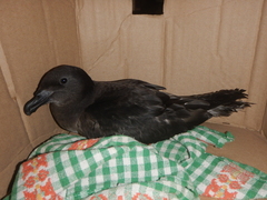 Pseudobulweria rostrata