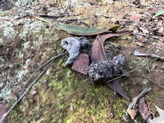 Vulpes vulpes crucigera