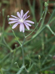 Lactuca tenerrima