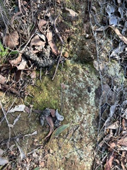 Vulpes vulpes crucigera