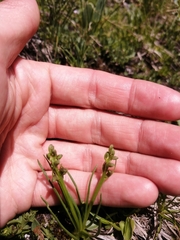 Chamorchis alpina