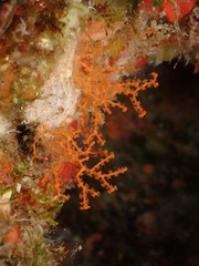 Melithaea bicolor