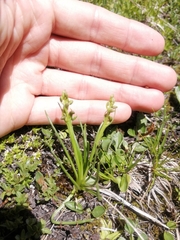 Chamorchis alpina