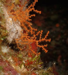 Melithaea bicolor