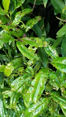 Wilsonomyces carpophilus