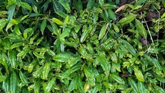 Wilsonomyces carpophilus