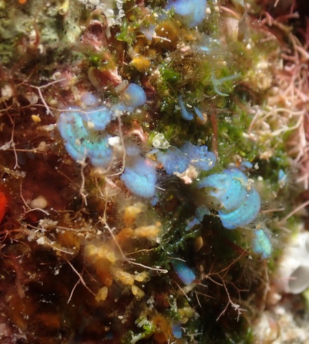 Stypopodium flabelliforme observed 2022-06-28