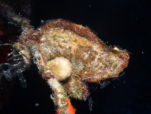 Pteria brunnea observed 2022-06-28