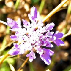 Scabiosa cinerea