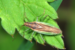 Stenodema holsata