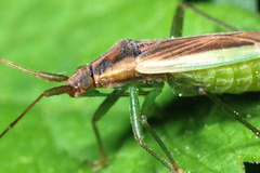 Stenodema holsata