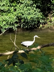 Ardea cinerea