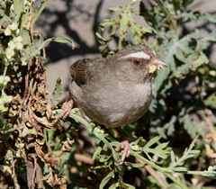 Crithagra tristriata