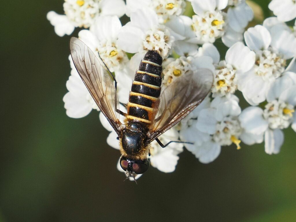 Lomatia lateralis