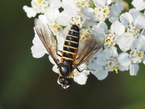 Lomatia lateralis
