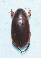 Dytiscus semisulcatus