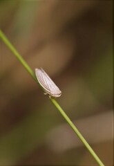 Athysanus argentarius