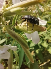 Oxythyrea funesta