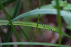 Lestes sponsa