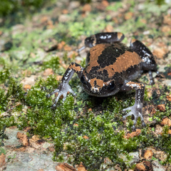 Uperodon triangularis
