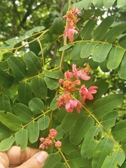 Cassia roxburghii