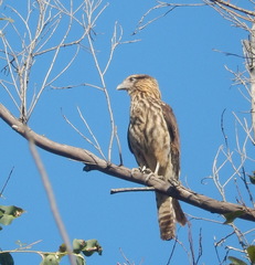 Daptrius chimachima