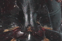 Dytiscus semisulcatus