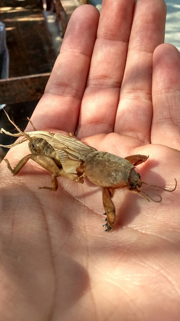 mole cricket bite