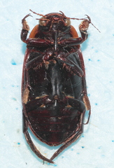 Dytiscus semisulcatus
