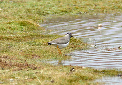 Vanellus melanocephalus