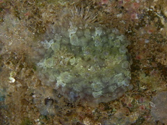 Asteronotus cespitosus