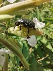 Oxythyrea funesta