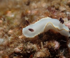 Ardeadoris scottjohnsoni