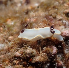 Ardeadoris scottjohnsoni
