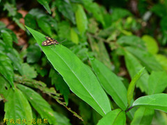 Zeuxippa formosa