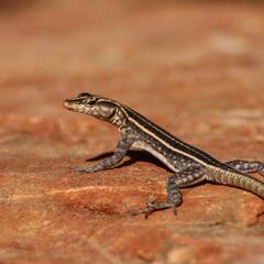 Platysaurus intermedius rhodesianus