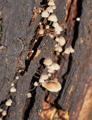 Mycena subgalericulata