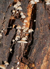 Mycena subgalericulata