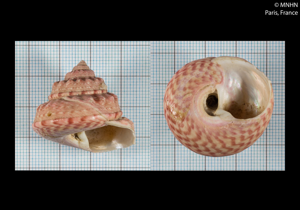 Turban Top Shell