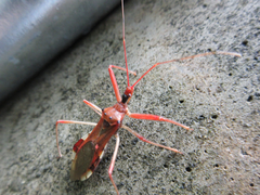 Epidaus tuberosus