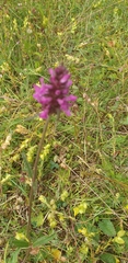 Betonica officinalis