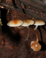 Mycena tuvara