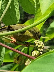 Anthreptes malacensis malacensis