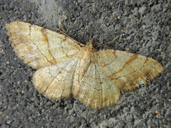 Polymixinia appositaria