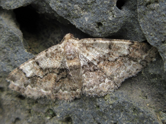 Satoblephara parvularia