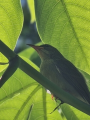 Anthreptes malacensis malacensis