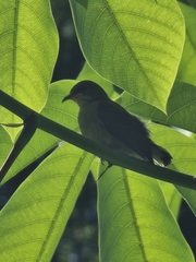 Anthreptes malacensis malacensis