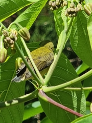 Anthreptes malacensis malacensis