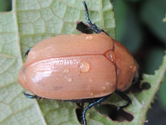 Callistethus plagiicollis